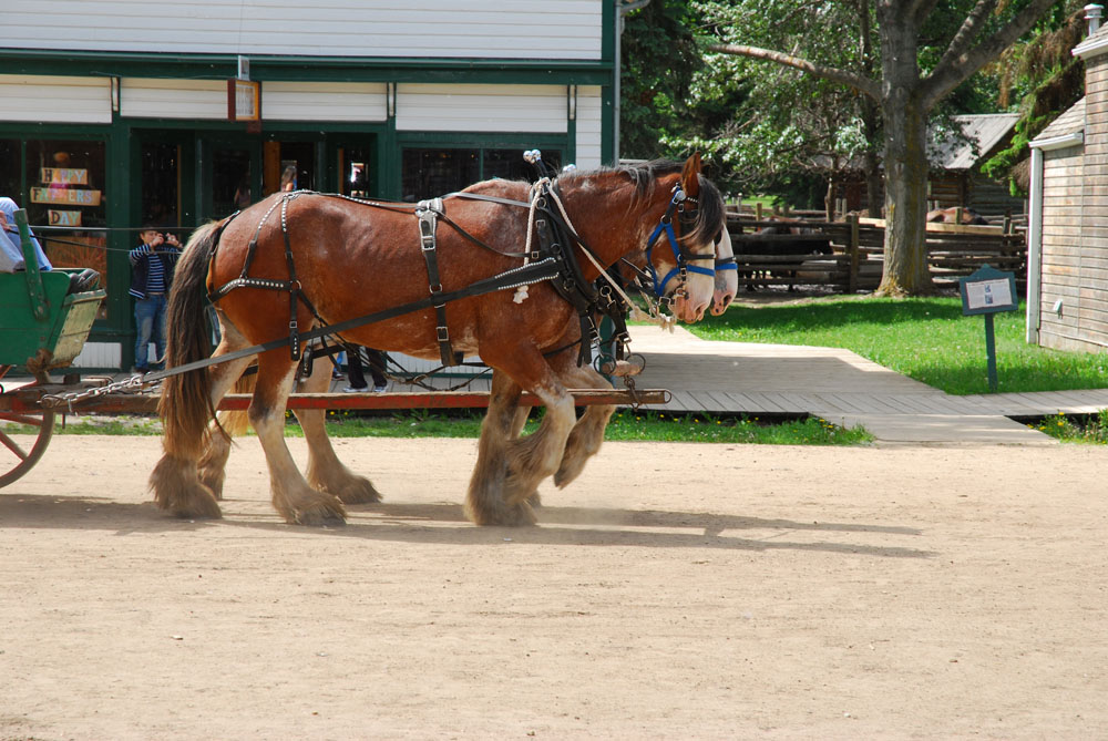 Лохматые лошадки катают туристов. Fort Edmonton Park. Edmonton, 2012